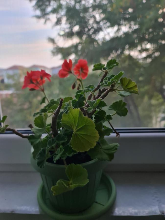 Apartament Modern Cristina&Jessica Медіаш Екстер'єр фото